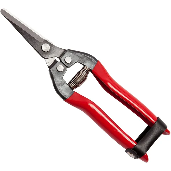 Forbici cogli agrumi con lama curva per raccolta uva e frutteto 19 cm